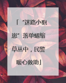 “迷路小狍崽”落单蜷缩草丛中，民警暖心救助
