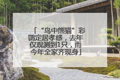 “鸟中熊猫”彩鹮定居孝感，去年仅观测到1只，而今年全家齐现身