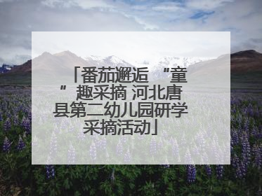 番茄邂逅 “童”趣采摘 河北唐县第二幼儿园研学采摘活动