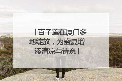 百子莲在厦门多地绽放，为盛夏增添清凉与诗意
