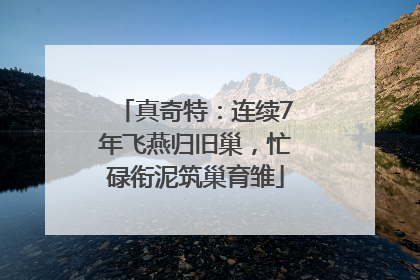 真奇特：连续7年飞燕归旧巢，忙碌衔泥筑巢育雏