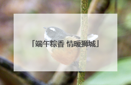 端午粽香 情暖狮城