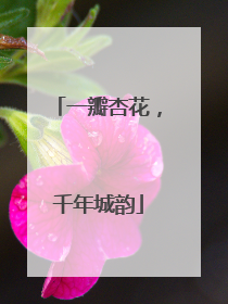 一瓣杏花，千年城韵