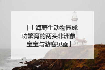 上海野生动物园成功繁育的两头非洲象宝宝与游客见面