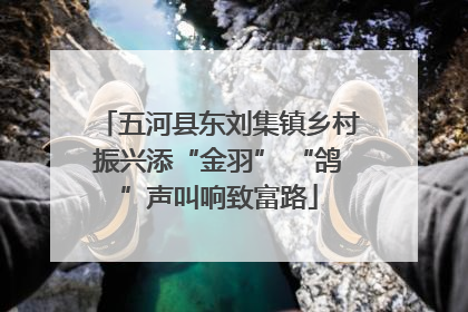 五河县东刘集镇乡村振兴添“金羽” “鸽”声叫响致富路