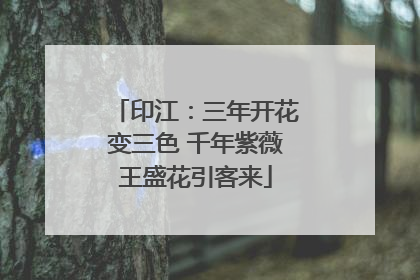 印江：三年开花变三色 千年紫薇王盛花引客来