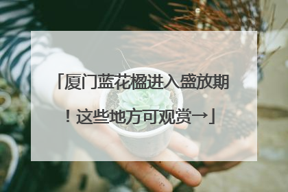 厦门蓝花楹进入盛放期！这些地方可观赏→