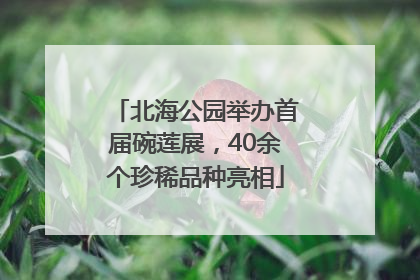 北海公园举办首届碗莲展，40余个珍稀品种亮相