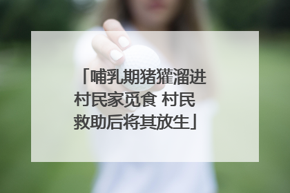 哺乳期猪獾溜进村民家觅食 村民救助后将其放生