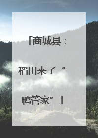 商城县：稻田来了“鸭管家”