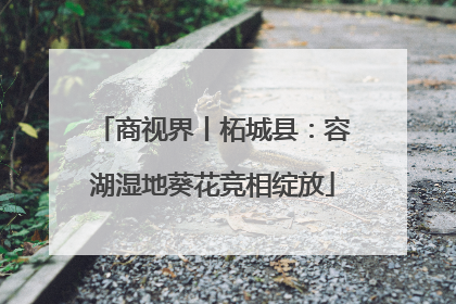 商视界丨柘城县：容湖湿地葵花竞相绽放