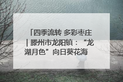 四季流转 多彩枣庄｜滕州市龙阳镇：“龙湖月色”向日葵花海 绘就乡村振兴新画卷