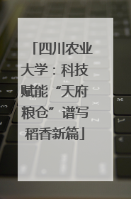 四川农业大学：科技赋能“天府粮仓”谱写稻香新篇