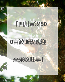 四川宣汉500亩波斯玫瑰迎来采收旺季