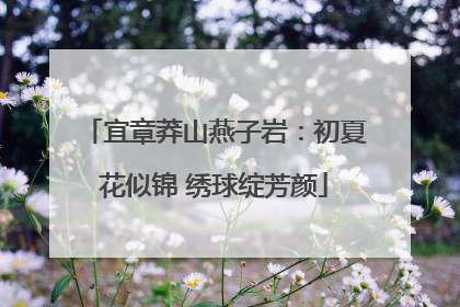 宜章莽山燕子岩：初夏花似锦 绣球绽芳颜