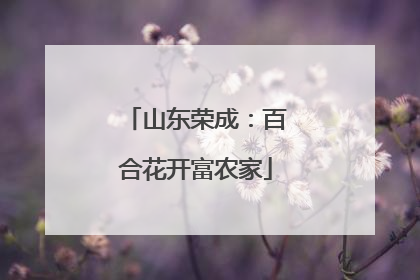 山东荣成：百合花开富农家