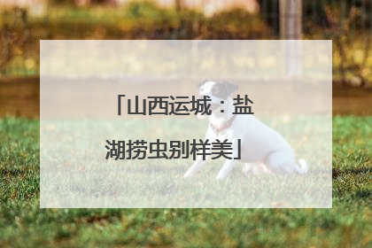 山西运城：盐湖捞虫别样美