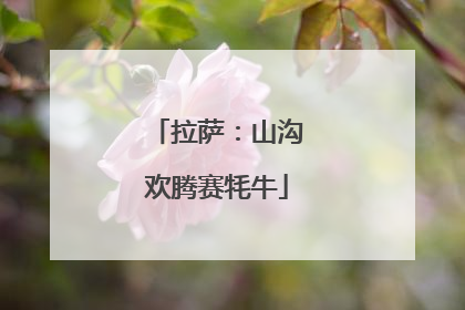 拉萨：山沟欢腾赛牦牛