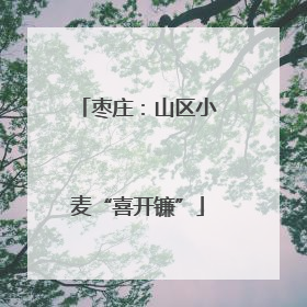 枣庄：山区小麦“喜开镰”