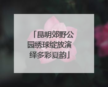 昆明郊野公园绣球绽放演绎多彩夏韵