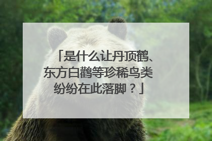 是什么让丹顶鹤、东方白鹳等珍稀鸟类纷纷在此落脚？