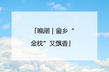 晚潮｜畲乡“金枕”又飘香