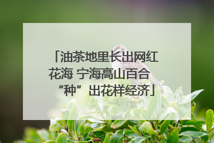 油茶地里长出网红花海 宁海高山百合“种”出花样经济