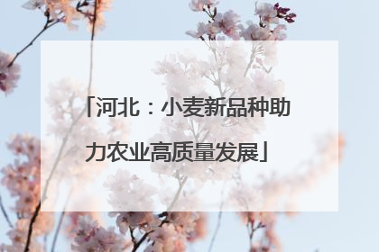 河北：小麦新品种助力农业高质量发展