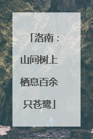 洛南：山间树上栖息百余只苍鹭