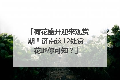 荷花盛开迎来观赏期！济南这12处赏花地你可知？