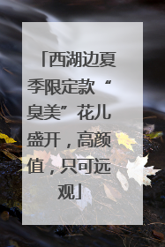 西湖边夏季限定款“臭美”花儿盛开，高颜值，只可远观