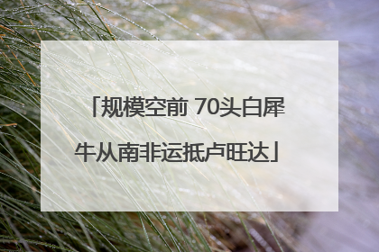 规模空前 70头白犀牛从南非运抵卢旺达