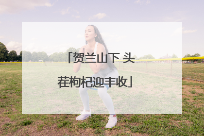 贺兰山下 头茬枸杞迎丰收