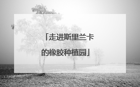 走进斯里兰卡的橡胶种植园