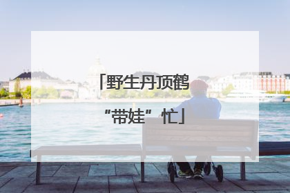 野生丹顶鹤“带娃”忙