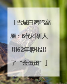 雪域白鸡鸣高原：6代科研人用62年孵化出了“金蛋蛋”