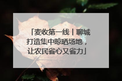麦收第一线丨聊城打造集中晾晒场地，让农民省心又省力