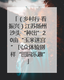 （乡村行·看振兴）江苏扬州沙头“种出”20亩“玉米迷宫” 民众体验别样“田园乐趣”